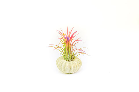 Green Urchin with Tillandsia Air Plant