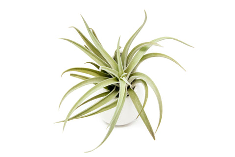 Small Ivory Ceramic Container - Choose Your Custom Tillandsia Air Plant