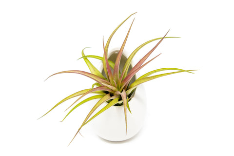 Small Ivory Ceramic Container - Choose Your Custom Tillandsia Air Plant