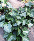 Hedera helix