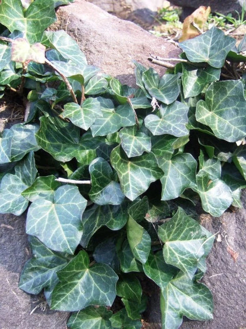 Hedera helix