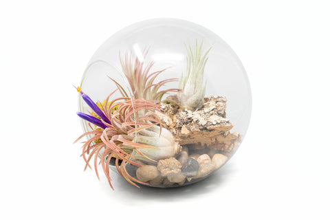 Large Hand-Blown Glass Terrarium with 3 Tillandsia Ionantha Air Plants