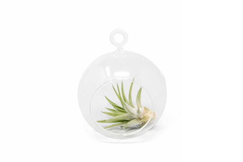 Hanging Globe Terrarium with Flat Bottom