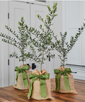Three potted plants in burlap sacks with green ribbons on a wooden surface.
