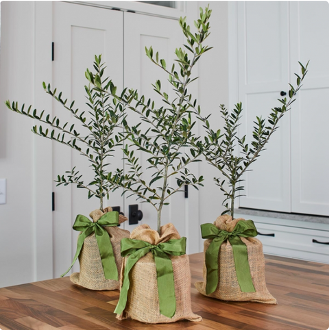 Three potted plants in burlap sacks with green ribbons on a wooden surface.