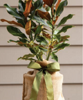Souther Magnolia Tree with a green ribbon on a wooden stool against a neutral background