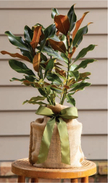 Souther Magnolia Tree with a green ribbon on a wooden stool against a neutral background