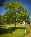 American Sycamore tree