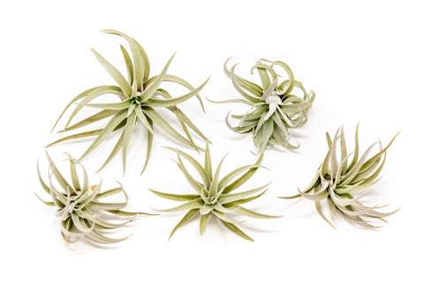 Tillandsia Harrisii Air Plants