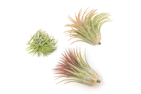 SALE - Large Tillandsia Ionantha Rubra Air Plants - Set of 10 or 20 - 40% Off