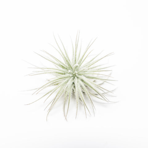 $4 Special - 3 Tillandsia Tectorum Ecuador for $12