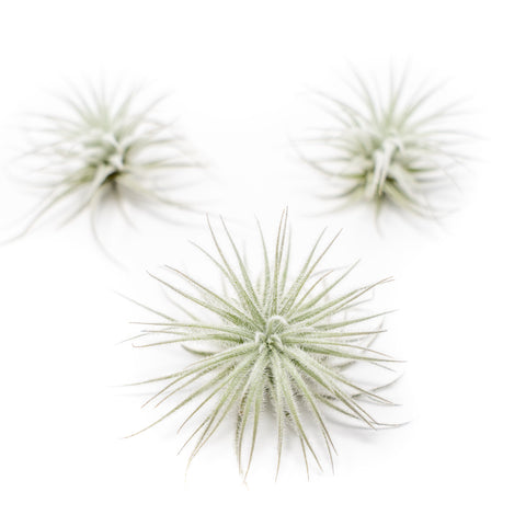 $4 Special - 3 Tillandsia Tectorum Ecuador for $12