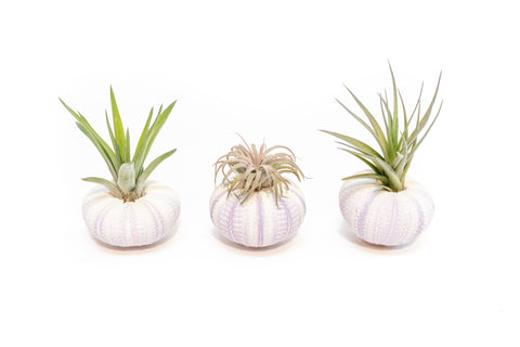 Purple Urchin with Tillandsia Air Plant - Set of 1, 3 or 5