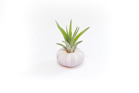 Purple Urchin with Tillandsia Air Plant - Set of 3, 6 or 9