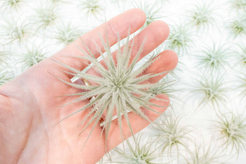 $4 Special - 3 Tillandsia Tectorum Ecuador for $12