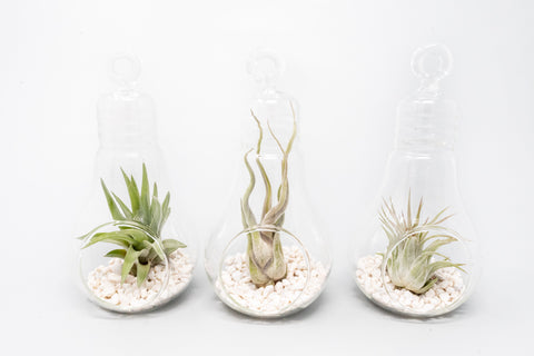 Hanging Light Bulb Terrarium with Crushed White Stones and Tillandsia Air Plant