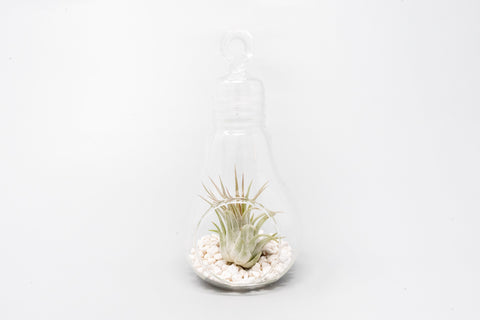 Hanging Light Bulb Terrarium with Crushed White Stones and Tillandsia Air Plant