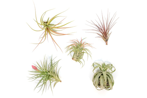 SALE - Collector's Choice Variety of Tillandsia Air Plants - 40% Off