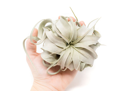 Small Tillandsia Xerographica / 4 -5 Inches Wide