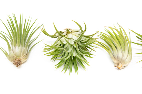 SALE - Large Tillandsia Ionantha Rubra Air Plants - Set of 10 or 20 - 40% Off