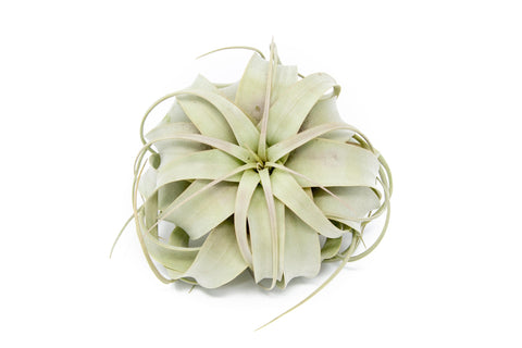 SALE - Large Tillandsia Air Plant Variety - Set of 10, 15, or 20 - 40% Off