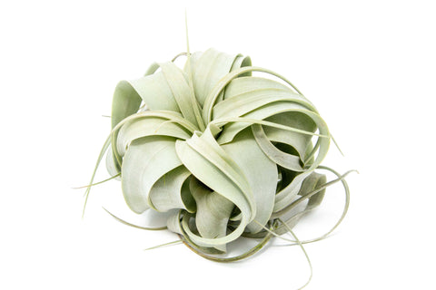 Small Tillandsia Xerographica / 4 -5 Inches Wide