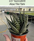 Aloe Tiki Tahi for sales