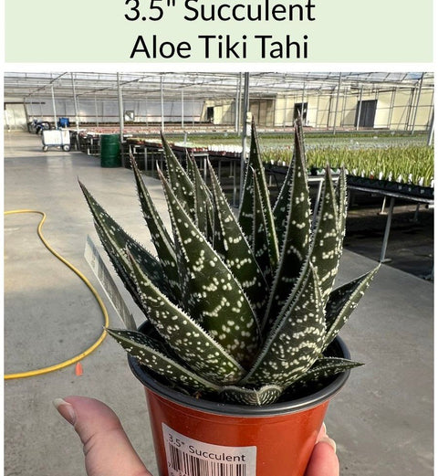 Aloe Tiki Tahi for sales
