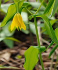 Bellwort for sales