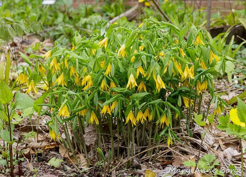 Bellwort for sales