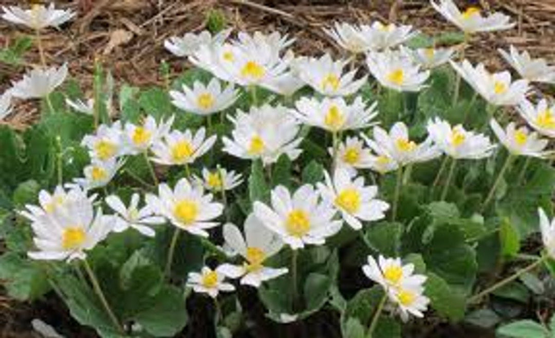 Bloodroot Native Plants For Sale | Buy 1 Get 1 Free