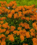 Butterfly Weed for sales