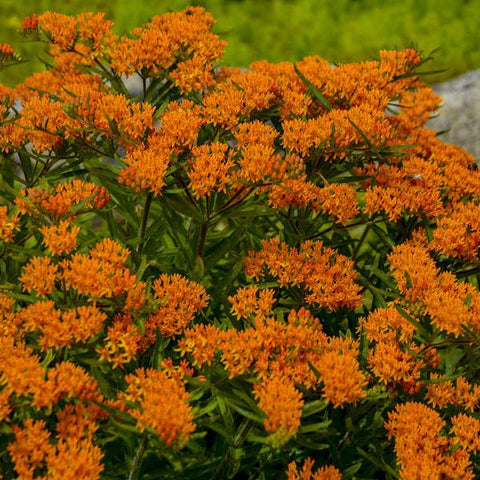 Butterfly Weed for sales