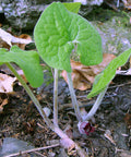 Canadian Wild Ginger for sales
