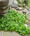 Canadian Wild Ginger for sales