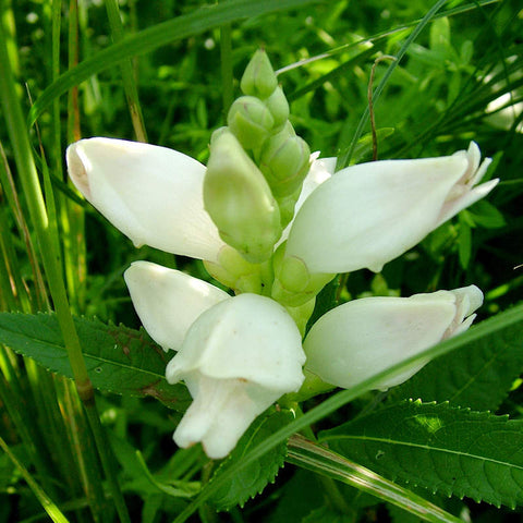 Chelone Plant