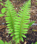 Christmas Fern for sales