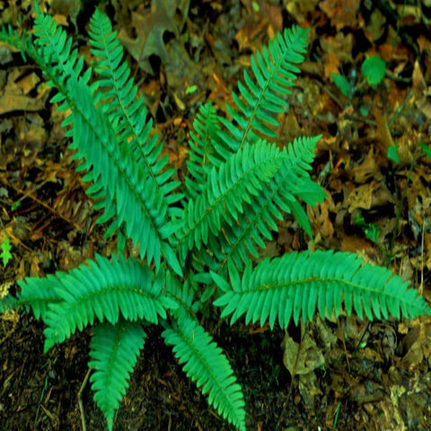 Christmas Fern for sales