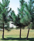 Loblolly Pine - Nance Plants