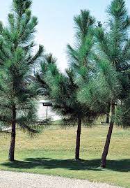 Loblolly Pine - Nance Plants