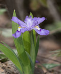Dwarf Crested Iris for sales