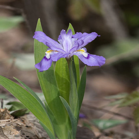 Dwarf Crested Iris for sales
