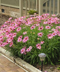 Purple Echinacea