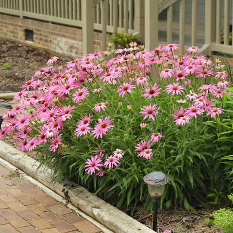 Purple Echinacea