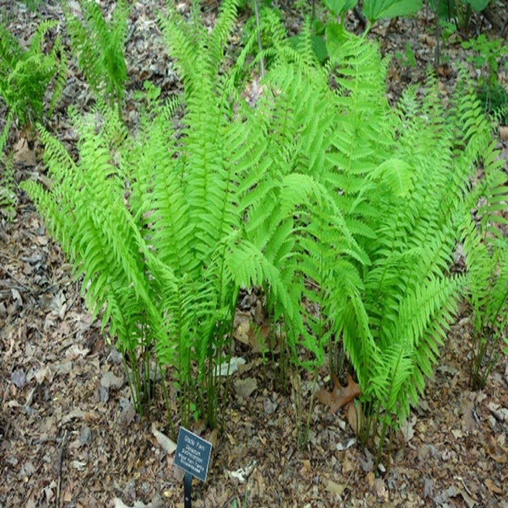 Fiddlehead Fern For Sale | Matteuccia Struthiopteris