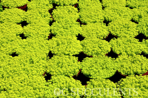 Gold Moss Sedum