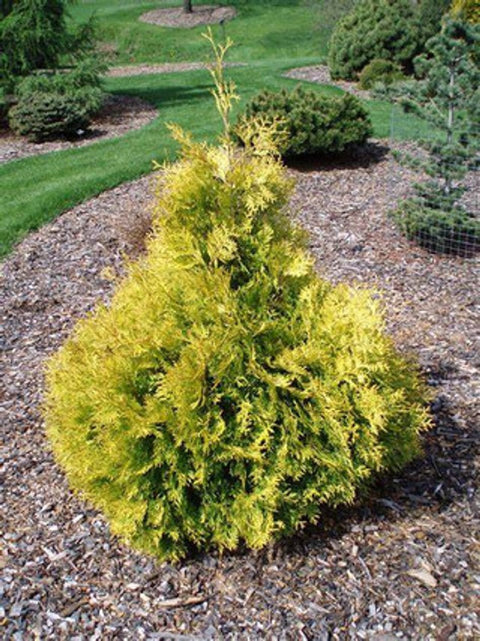 Golden Arborvitae for sales