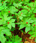 goldenseal plant seeds Goldenseal Plants For Sale | Buy 1 Get 1 Free