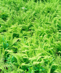 Hay Scented Fern for sales