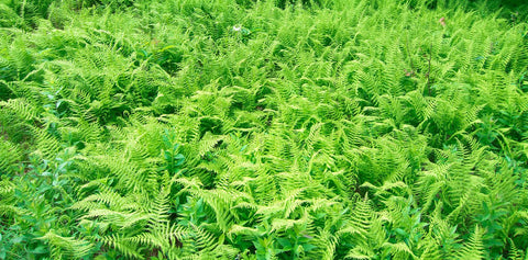 Hay Scented Fern for sales